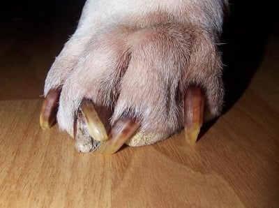 Чупливи нокти при кучетата. Причини и полезни съвети.