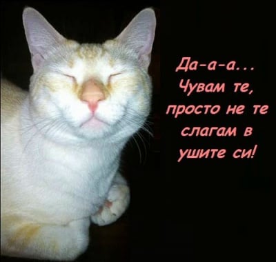 Чуват ли ни котките, когато ги викаме?