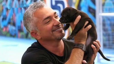 Сизър Милан изчисти всички обвинения към себе си в злоупотреба с животни