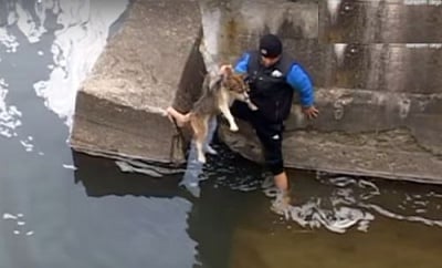 Неистова благодарност на куче, спасено от сигурна смърт