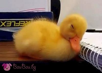 Сладко патенце заспива