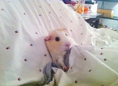 Най-щастливото свинче