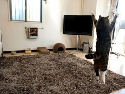 "Ела, изгре-е-е-ей!"