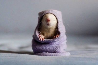 "Сутрин ли е вече?"