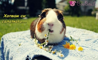 Цветна закуска