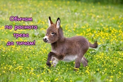 В цветна сутрешна роса