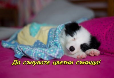 Цветни сънища