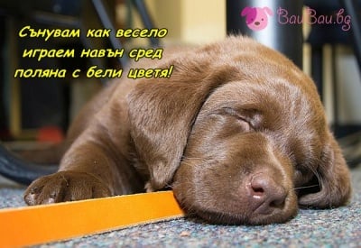 Цветни весели сънища