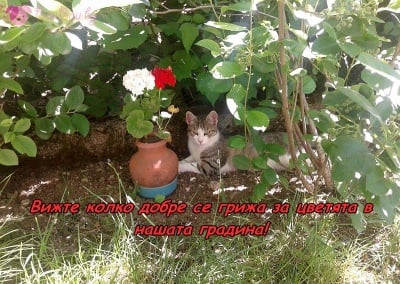 Цветя от градината на Томи