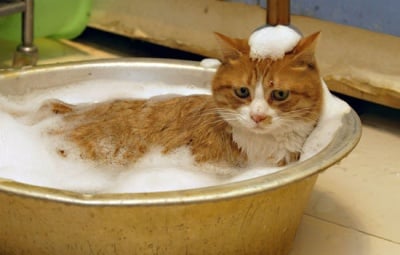 Да изкъпем котката