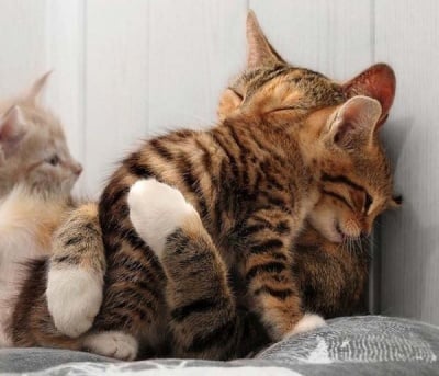 Да се научим на нежност от котките