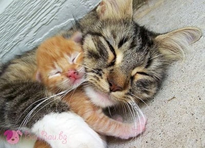 Да се събудиш до мама