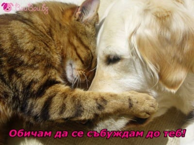 Ласка за събуждане