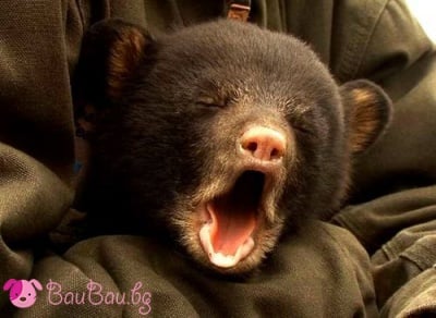 Приспивна прозявка