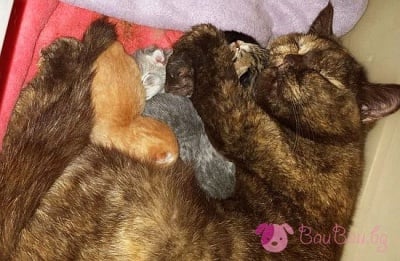 Да заспиш до мама