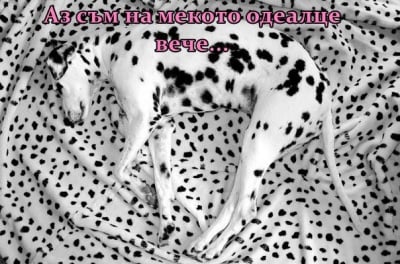 Черно-бяла красота