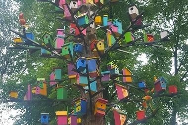 Дърво в кв. Надежда (София) се превърна в прекрасен дом за много диви птици