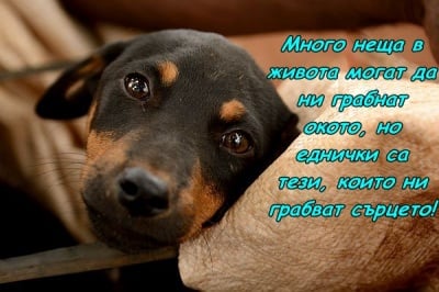 "Давам ти сърцето си!"