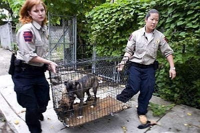 Действаща полиция за животни