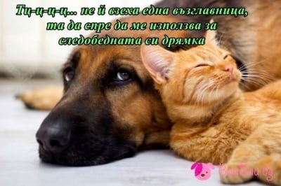 Дежурната следобедна дрямка