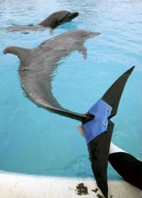 Делфин с изкуствен плавник