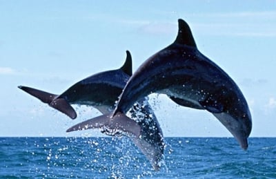 Делфин