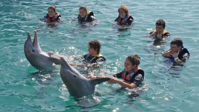 Делфините обичат хората