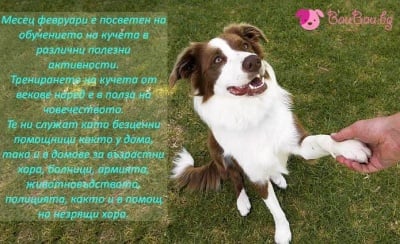 Февруари - Месец на обучението на кучета