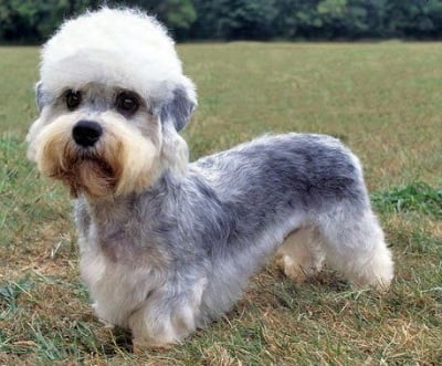 Дендидинмънт териер