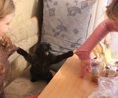 Деряща котка