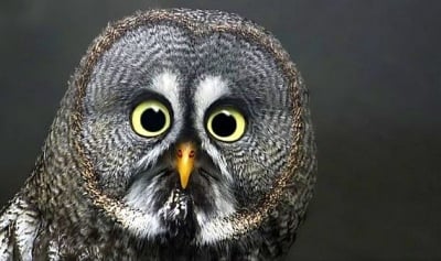 Петнайсетте най - забавни снимки на учудени животни