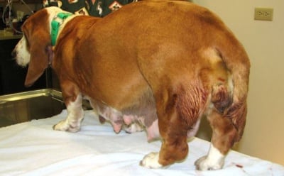 Диференциална диагноза на Асцит при кучето