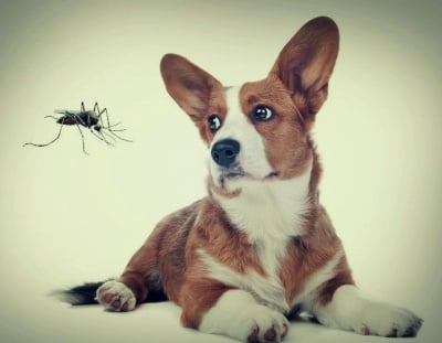 Дирофилариоза при кучето