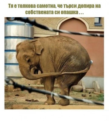 Дивите животни принадлежат на дивата природа!