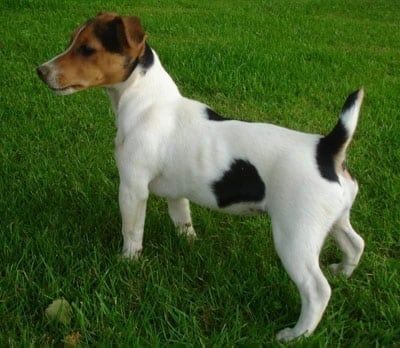 Джак Ръсел териер