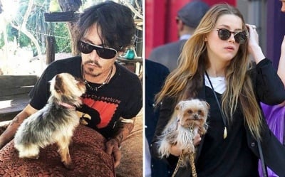 Джони Деп с териери