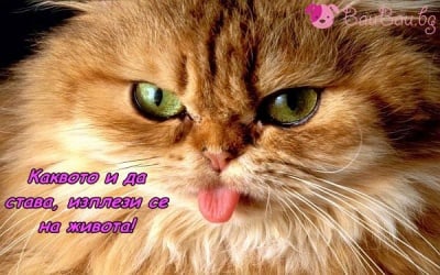 "Обявявам край на всичко лошо!"