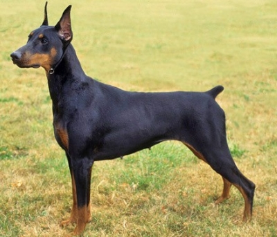 Доберман - пинчер