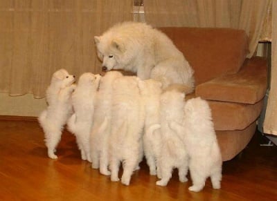 Добри майки ли са кучетата?