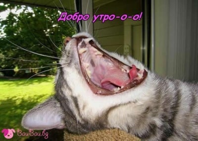 Една хубава прозявка за един хубав ден