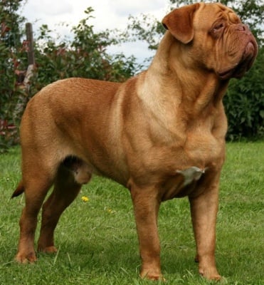 Дог от Бордо