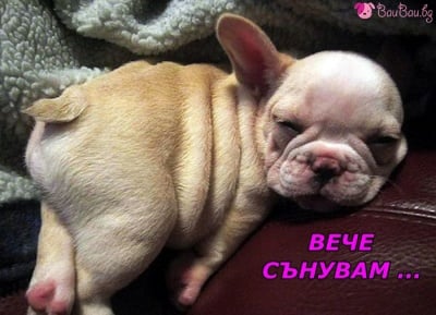 Какво ли сънува?