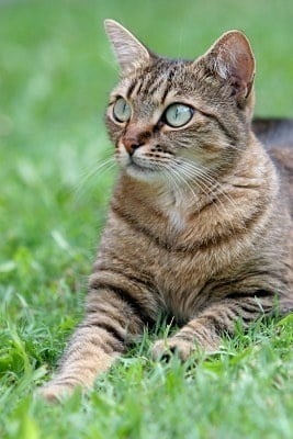 Домашна котка в тревата