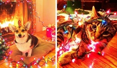 Домашни любимци в ролята на най - добрите помагачи за коледната украса