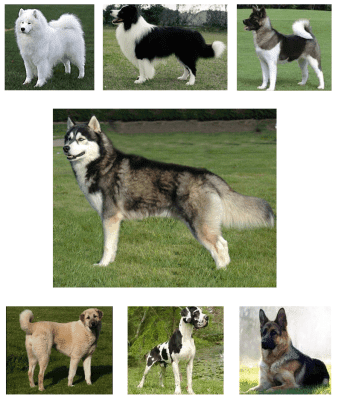 Куче, Домашно куче