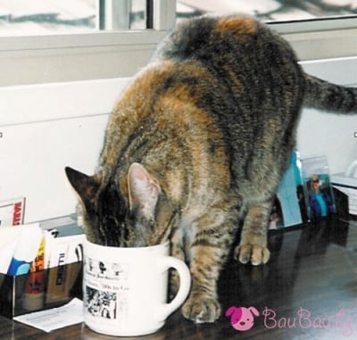 "Допивам си кафето и тръгвам!"