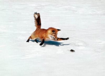 Дръж мишока лисо-о-о