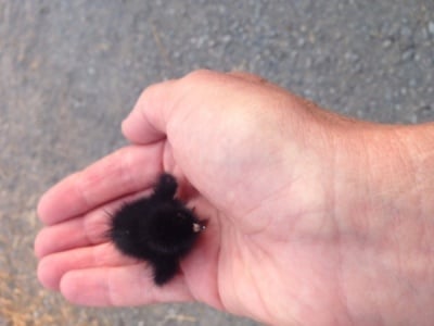 Дребен вид дърдавец