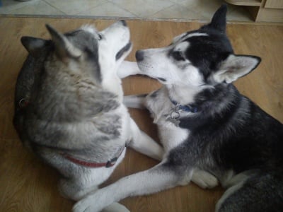 Анджи и Бък