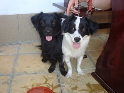 РОШКО И РОНИ